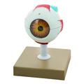 Eisco Model Human Eye 3 times Enlarged 7 Parts AM0026
